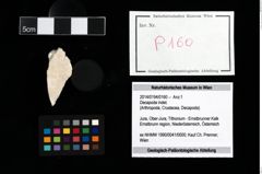Foto (Objekt + Etikett) von Decapoda indet.  (NHMW-GEO-2014-0194-0160)